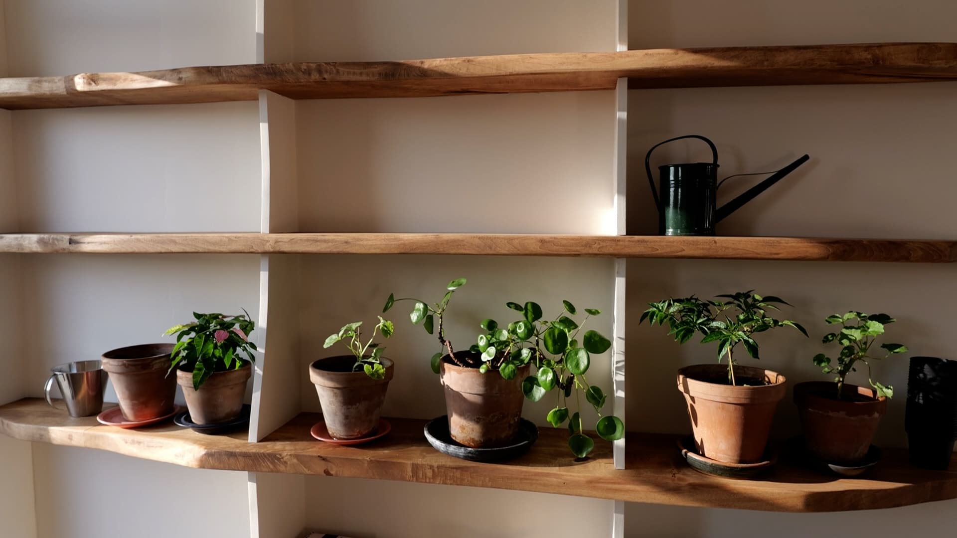 Live-edge planter shelves with terracotta pots and green plants, warm natural light