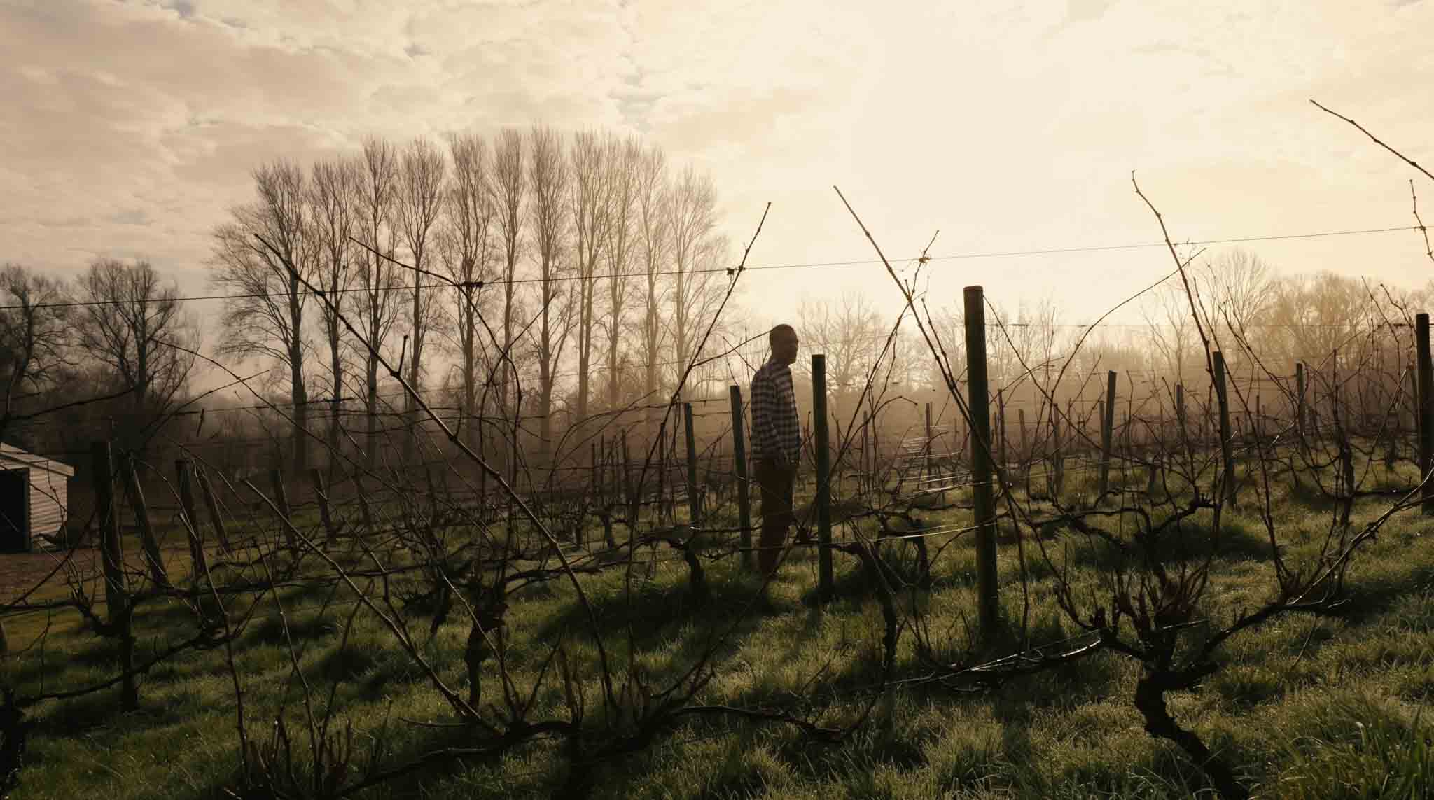 Person standing in vineyard with bare grape vines during golden hour.